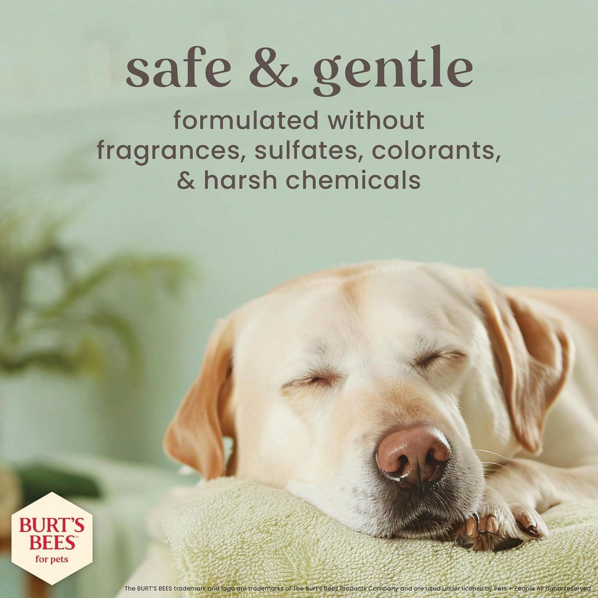 Burt'S Bees For Pets Manuka Honey Tearless 2-In-1 Dog Shampoo And Conditioner, With Jojoba Oil, 95% Natural Origin, Free Of Sulfates, Milk And Honey Scent, 16 Fl Oz