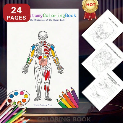 Pre-Owned Human Anatomy Coloring Book (Paperback) By Margaret Matt, Joe Ziemian